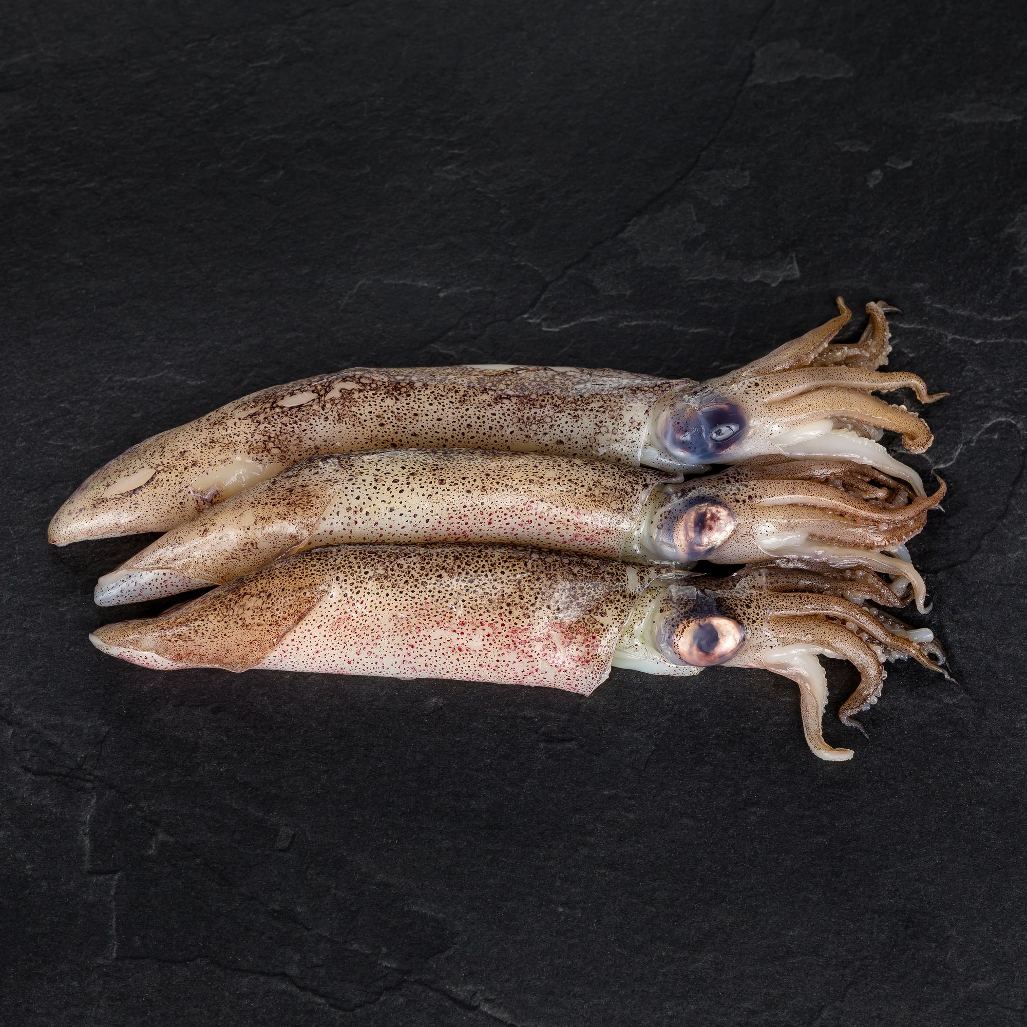 Kalamares klein &amp;quot;Calamaretti&amp;quot;, mit Kopf | Arctic-Fresh-Seafood-Shop