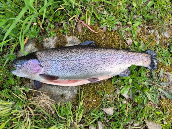 Regenbogenforellen "Simonswälder Tal", 300-400g