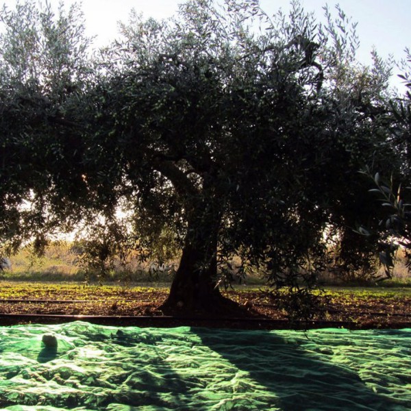 NIAN Olivenöl "Orange" Aromaöl 250 ml Flasche