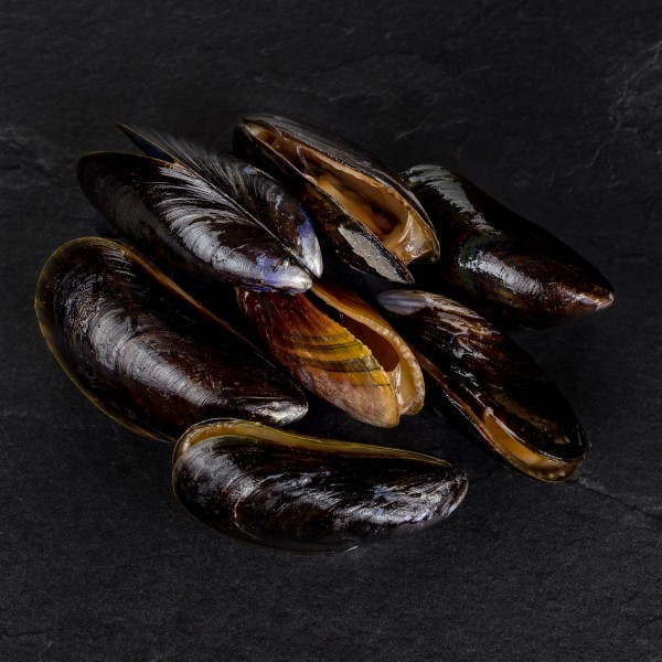 Bouchot Muscheln Bouchot Muscheln
