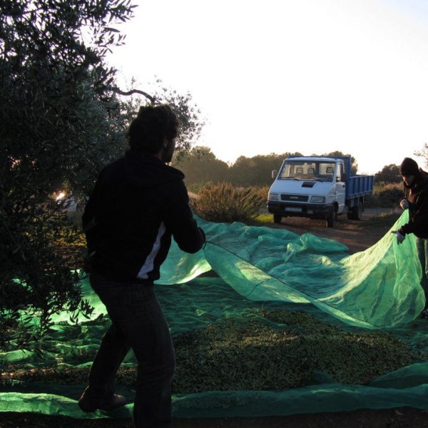 NIAN Olivenöl "Orange" Aromaöl 250 ml Flasche