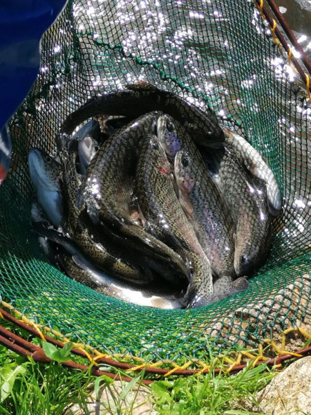 Rotfleischige Forellen "Schwarzwald", 600-1100g