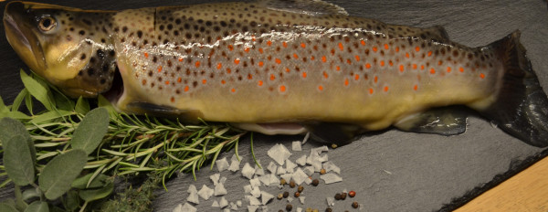 Bachforellen "Schwarzwald", 300-500g