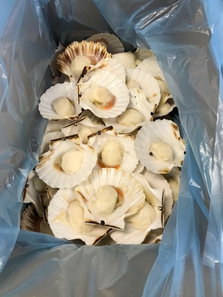 King Scallops, halbe Schale, 8-12, 10% Glasur