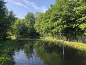 Rotfleischige Forellen "Schwarzwald", 600-1100g