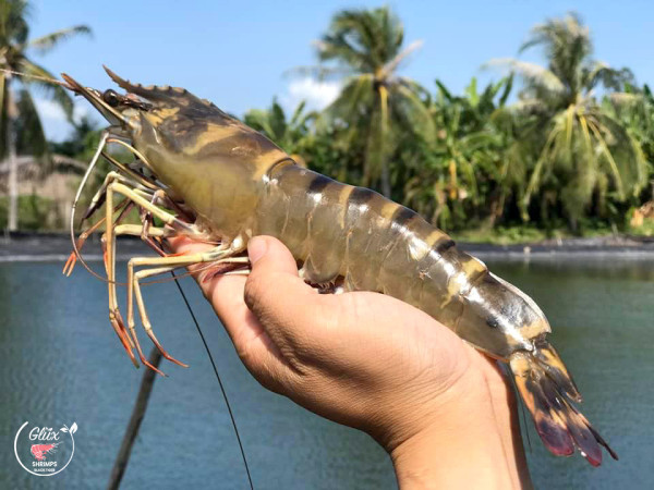 Riesengarnelen Seawater Black Tiger "chemical free", 8-12,o. Kopf, mit Schale, easy peel, 20% Glasur