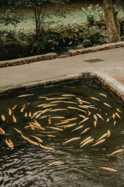 Rotfleischiges Forellefilet mit Haut "Nordschwarzwald", 180-350g
